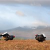 Black grouse Tetrao tetrix adult males displaying at lek on heather moorland with Lochnagar in background. Near Ballater, Cairngorms National Park, Scotland. May 2009. Taken from hide on edge of lek. 